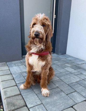 goldendoodle-na-krytie-big-2