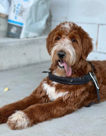 goldendoodle-na-krytie-big-0