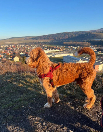 goldendoodle-na-krytie-big-3