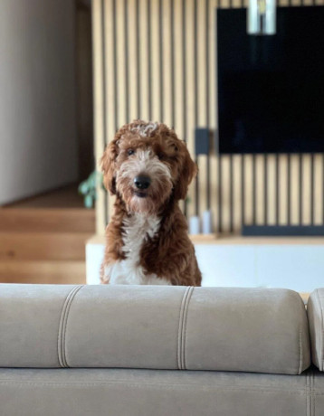 goldendoodle-na-krytie-big-4