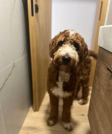 goldendoodle-na-krytie-big-1