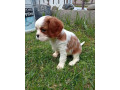 cavalier-small-3