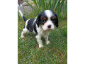 cavalier-small-4