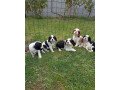 cavalier-small-1