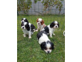 cavalier-small-0