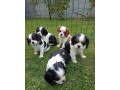 cavalier-small-2