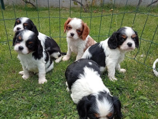cavalier