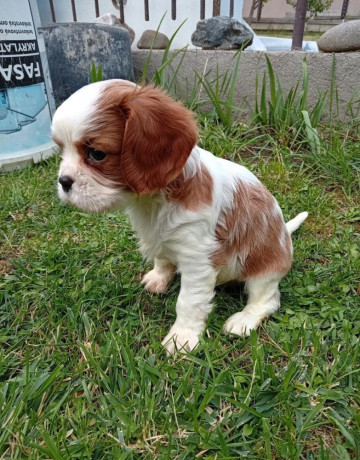 cavalier-big-3