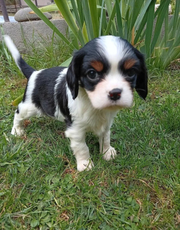 cavalier-big-4