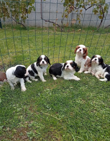 cavalier-big-1