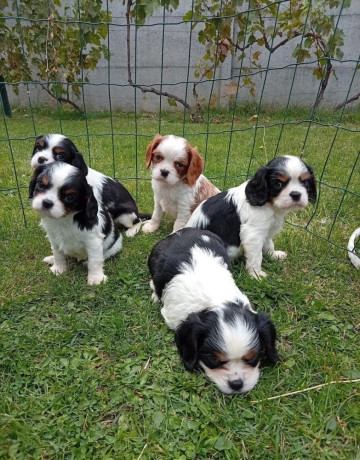 cavalier-big-0