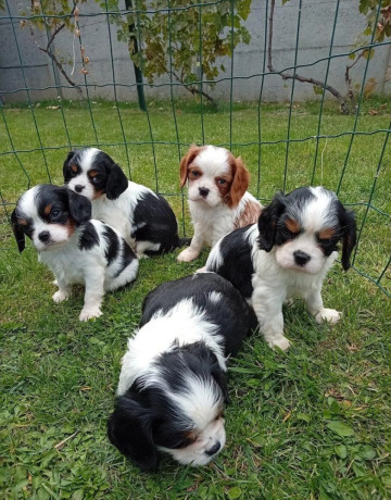 cavalier-big-2