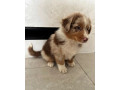 australsky-ovciak-small-0