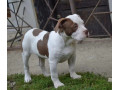 am-bully-standard-small-0