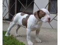 am-bully-standard-small-4