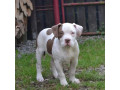 am-bully-standard-small-3