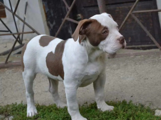 am-bully-standard