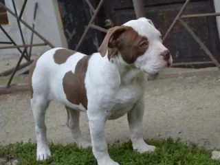 am-bully-standard