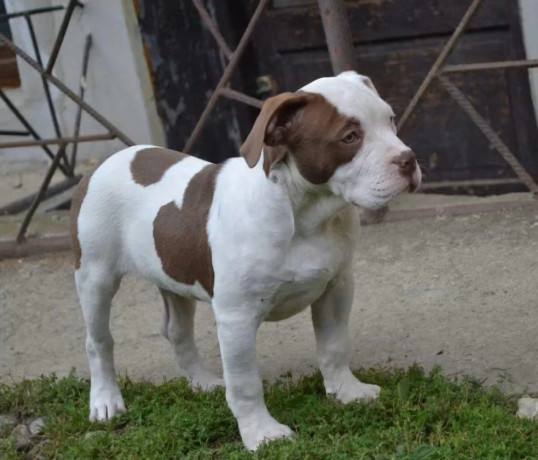 am-bully-standard-big-0