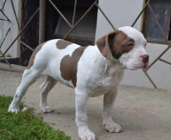 am-bully-standard-big-4