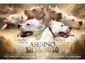 argentinska-doga-s-pp-small-0