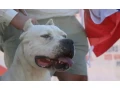 argentinska-doga-s-pp-small-1