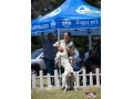 argentinska-doga-s-pp-small-2