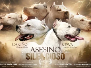 argentinska-doga-s-pp