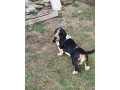 baset-small-4