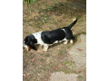 baset-small-3