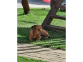 jazvecik-psik-small-1