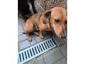 jazvecik-psik-small-3