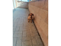 jazvecik-psik-small-0