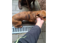 jazvecik-psik-small-2