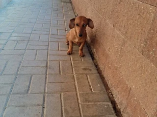 jazvecik-psik