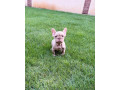 francuzsky-buldocek-big-rope-merle-a-isabella-fluffy-psik-small-1