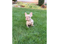 francuzsky-buldocek-big-rope-merle-a-isabella-fluffy-psik-small-2