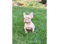 francuzsky-buldocek-big-rope-merle-a-isabella-fluffy-psik-small-0