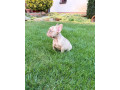 francuzsky-buldocek-big-rope-merle-a-isabella-fluffy-psik-small-3