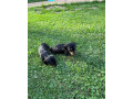 jazvecik-small-4