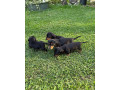 jazvecik-small-3