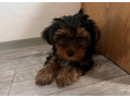 yorkshire-terrier-small-3
