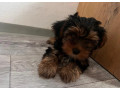 yorkshire-terrier-small-2