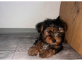 yorkshire-terrier-small-1