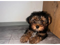 yorkshire-terrier-small-0