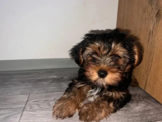 yorkshire-terrier