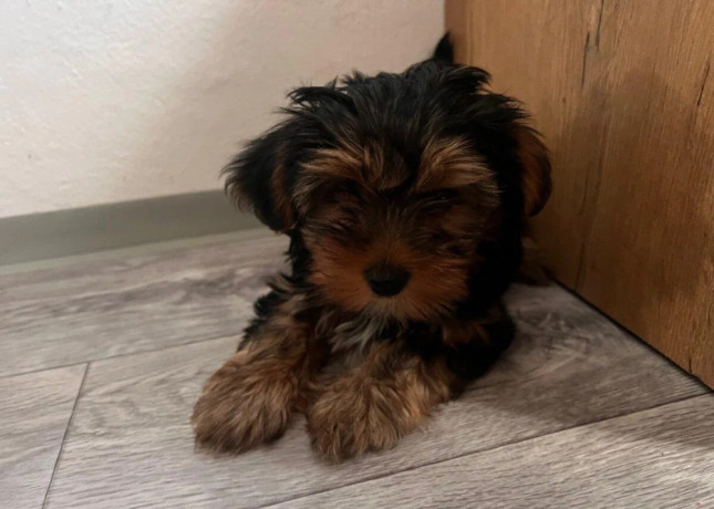 yorkshire-terrier-big-3