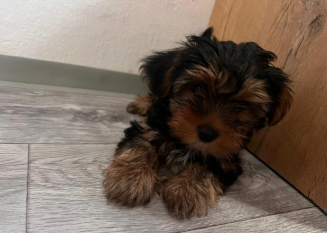 yorkshire-terrier-big-2