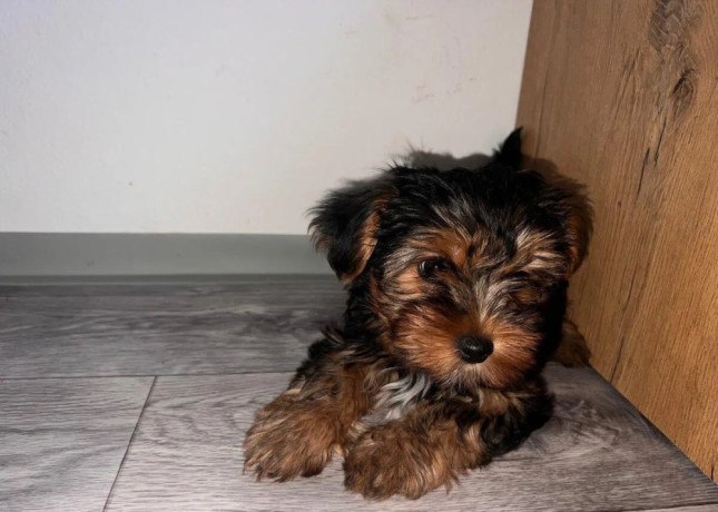 yorkshire-terrier-big-1