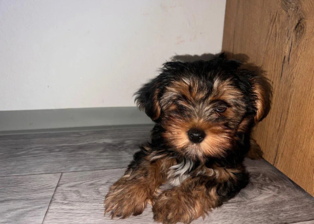 yorkshire-terrier-big-0
